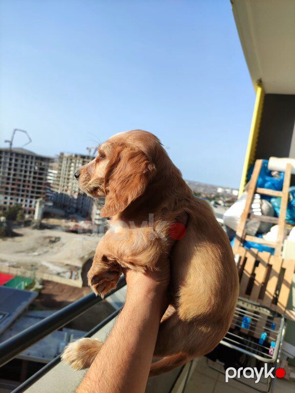 Koker spaniel balaları — Köpəklər, Bakı (3)