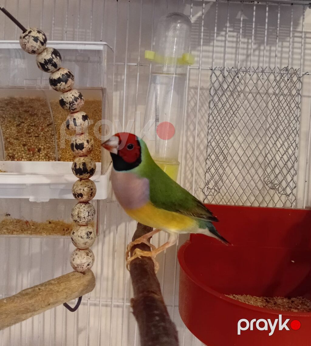 Məhsul: Gouldian ispinozu (rəngarəng finç) Təsvir: - Nadir və — Digərləri, Digah (4)