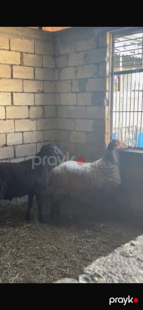 Qoçlar — Şirvan