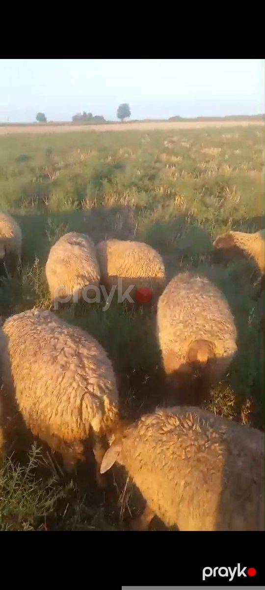 Qoyunlar — Kənd təsərrüfatı heyvanları, Xaçmaz (7)