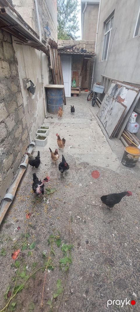 Toyuq, Yumurtalıq — Bakı