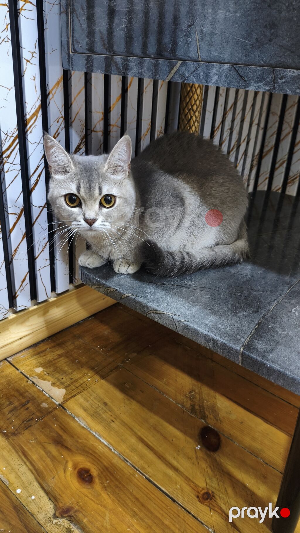 Şinşilla, Dişi, Yaxşı əllərə, Ödənişli çatdırılma — Pişiklər, Xırdalan (3)
