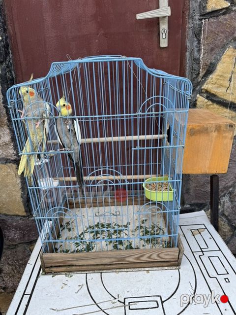 Nimfa (Cockatiel) cütlüyü + qəfəs - Növ: Nimfa papağanı (Cockatiel) — Bakı