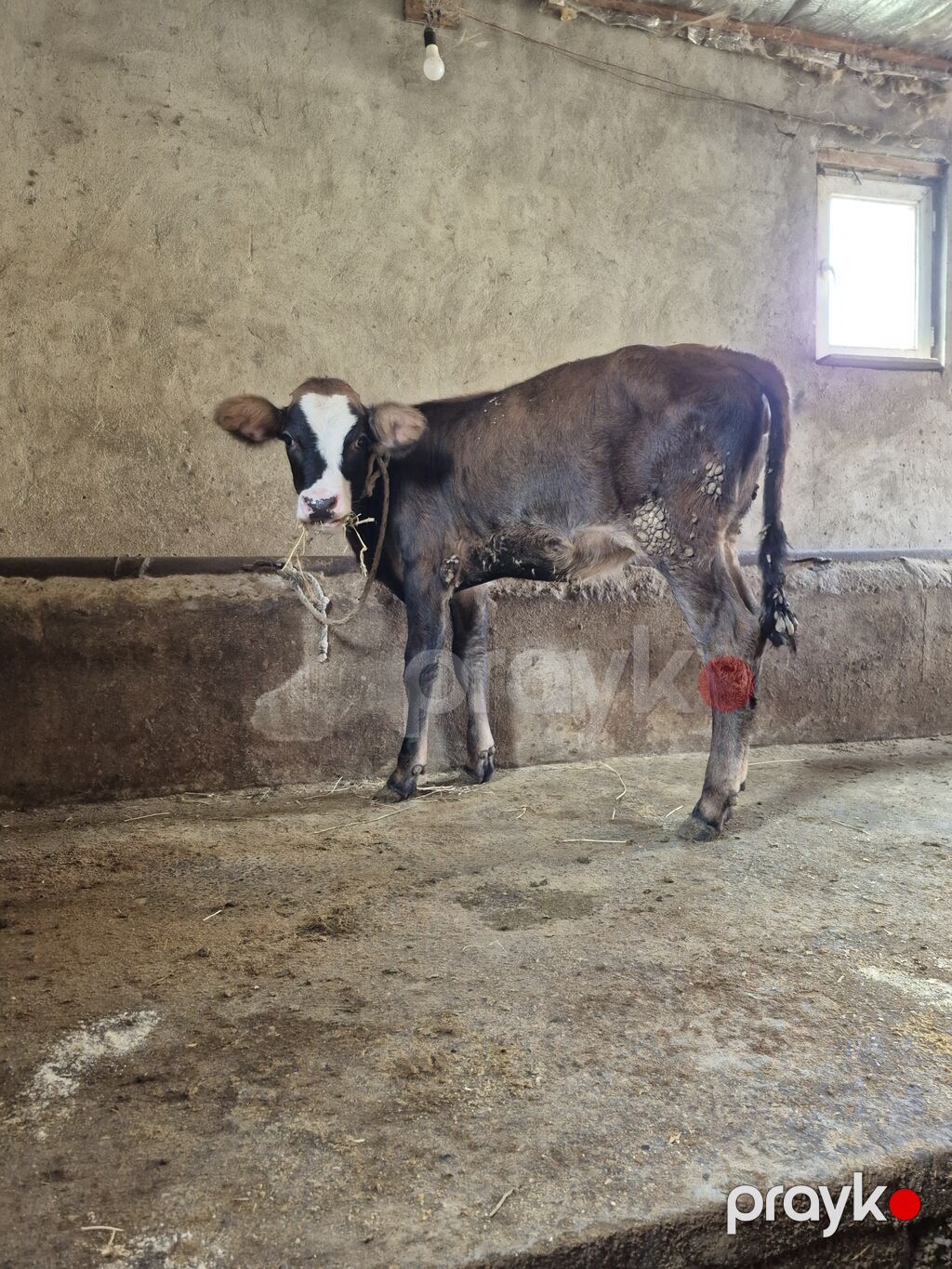 Dana, buzov, Dişi, ay: 4, Damazlıq — Kənd təsərrüfatı heyvanları, Digah (7)