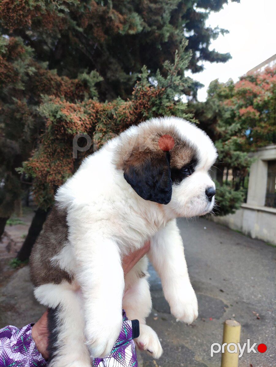 Saint Bernard balaları — Köpəklər, Bakı (8)