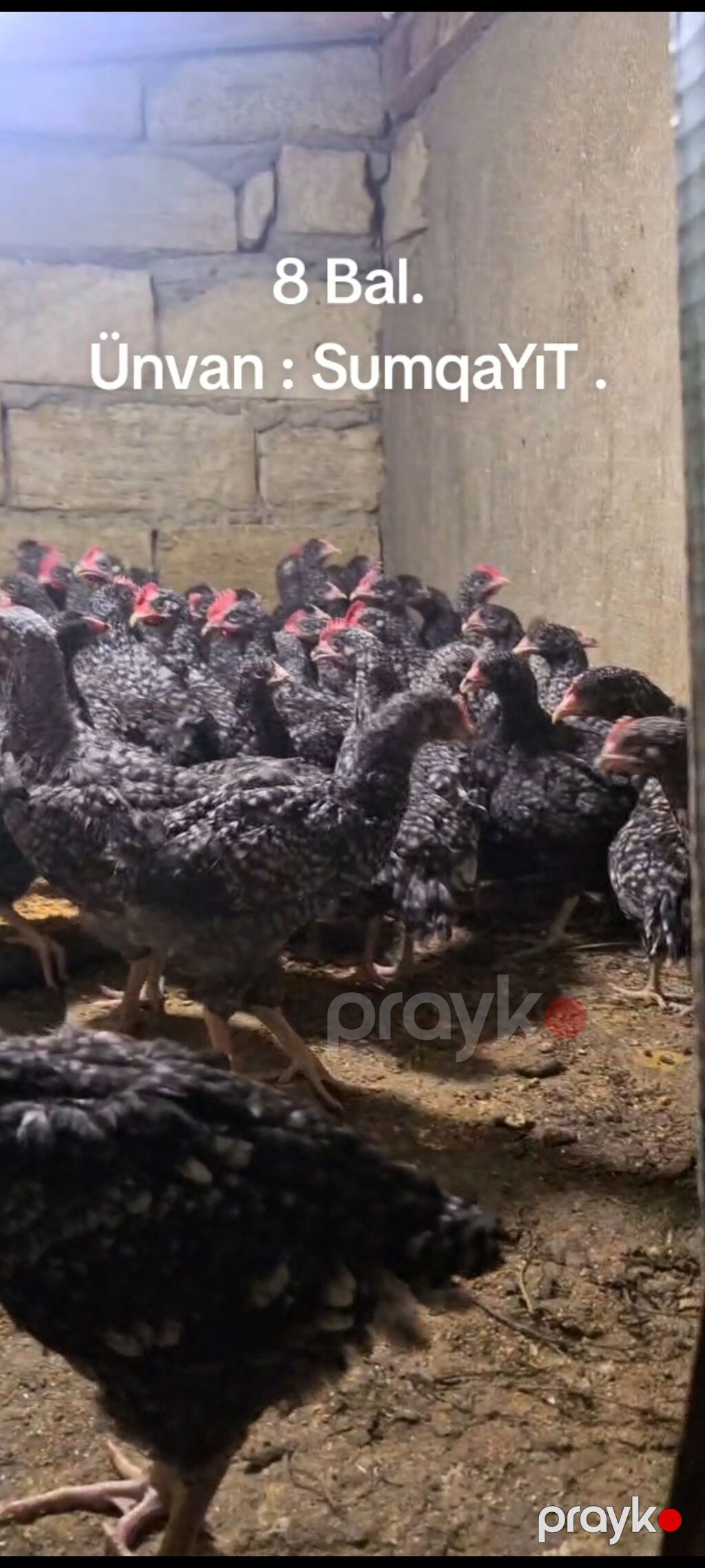Toyuq, Yumurtalıq, Pulsuz çatdırılma — Toyuq və xoruz, Sumqayıt (2)