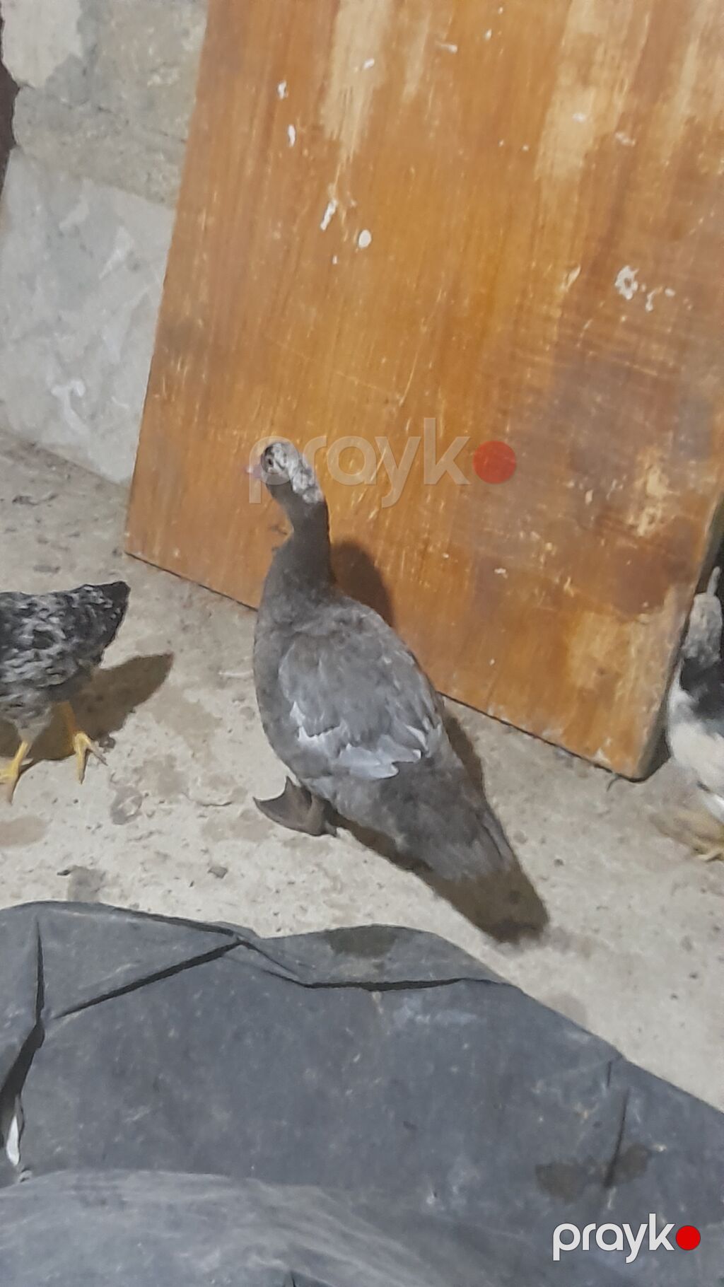 Məhsul: Ördeklər (fərqli rəng və növlər) Təsvir: göy macar lal ördek — Digərləri, Şamaxı (2)