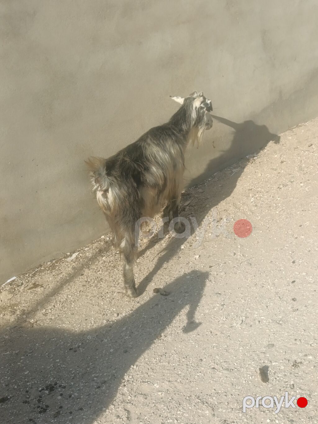 Salam Sağlam Keçidi 3 qarın Partdam kökü Heyvadi rahat ət olar 14 15 — Kənd təsərrüfatı heyvanları, Digah (5)