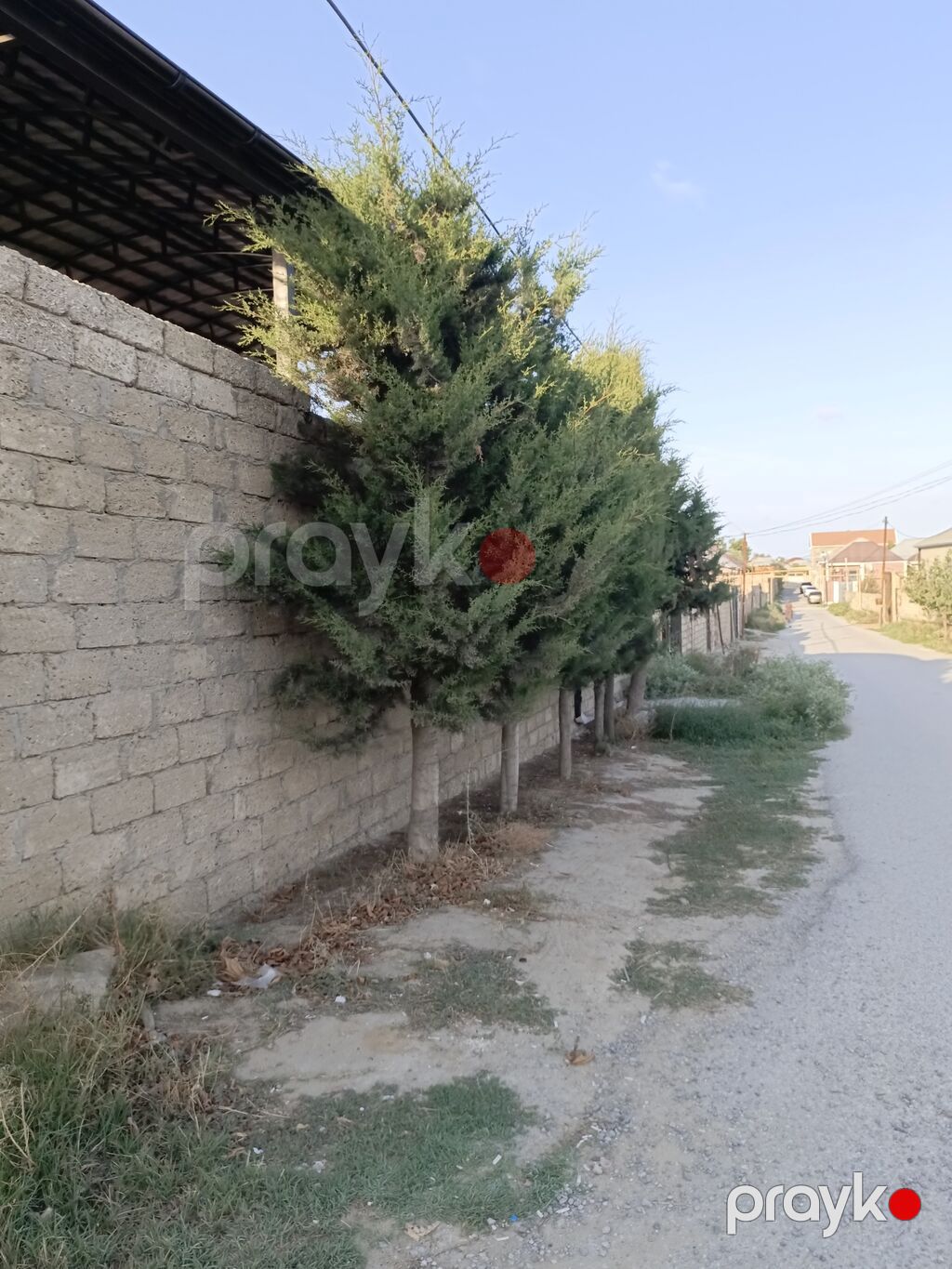 Salam cavan yolka agajdaridi bir 50 manatdan kim istese elaqe saxlaya — Ağaclar və fidan, Bakı (5)
