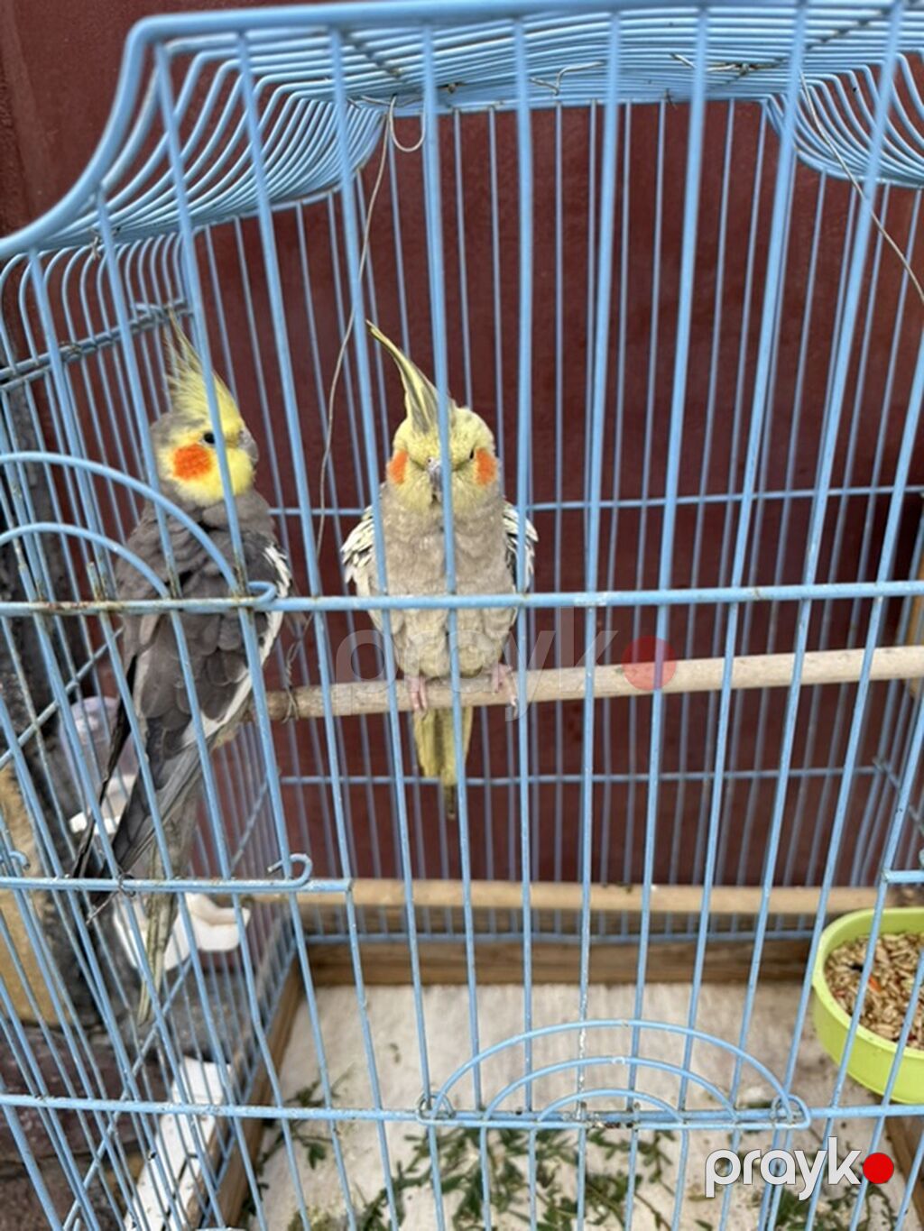 Nimfa (Cockatiel) cütlüyü + qəfəs - Növ: Nimfa papağanı (Cockatiel) — Qəfəslər, Bakı (5)