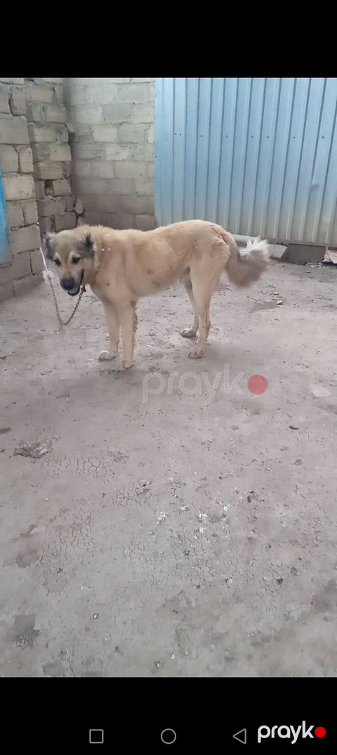 Ferma iti satılır ənikdi 75 boy 1 yaş 2 ay unvan cəlilabad — Cəlilabad