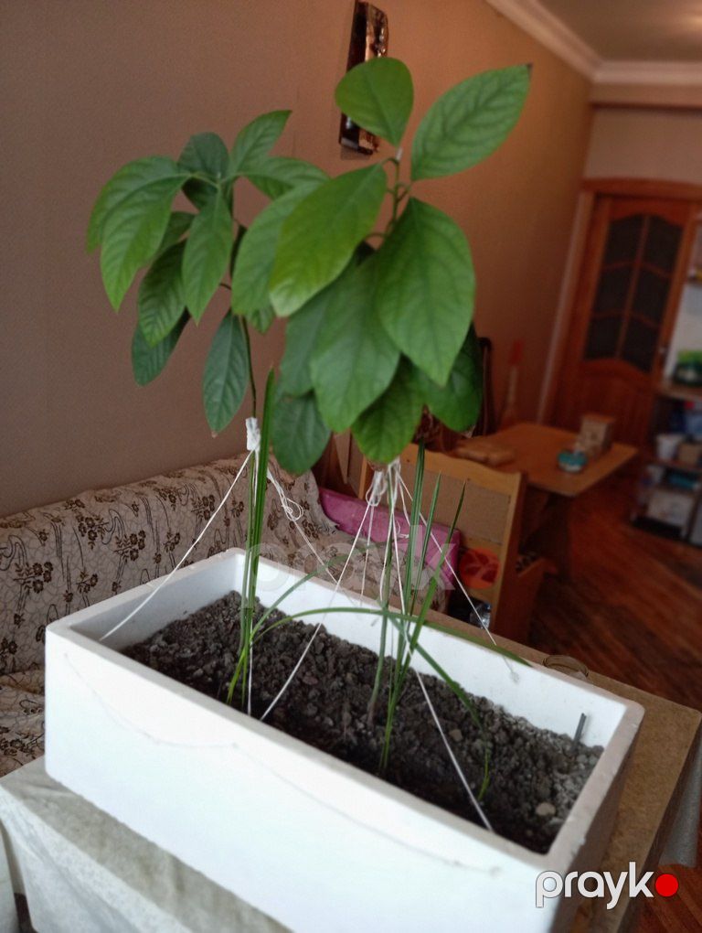 Avokado tingi — Bitkilər, Bakı (2)