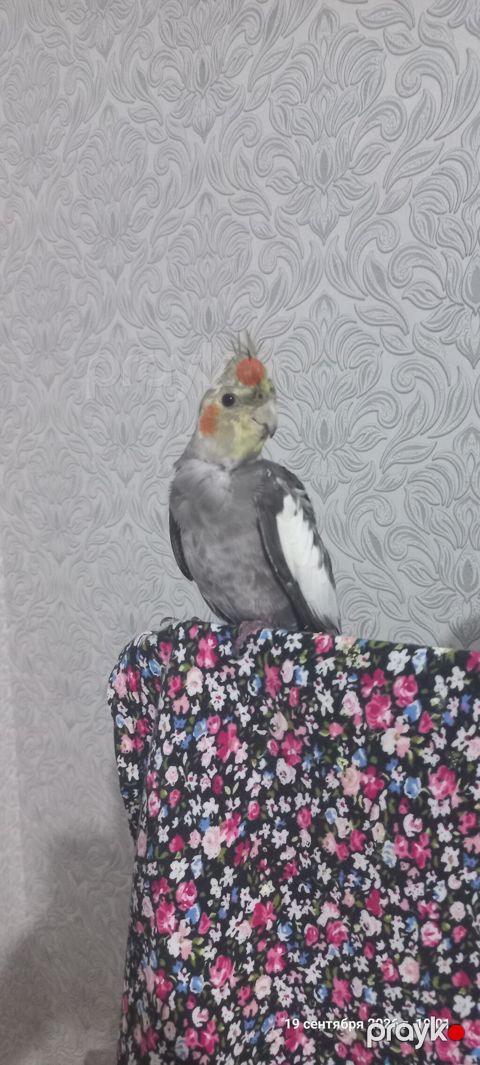 Nimfa (Cockatiel) tutuquşu – boz-ağ rəng çaları, yanaqlarında narıncı — Digah