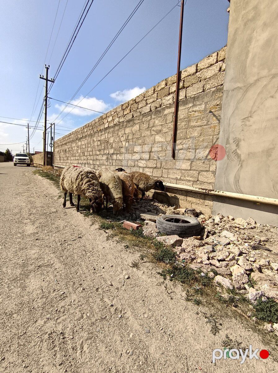 Qoyunlar — Kənd təsərrüfatı heyvanları, Bakı (5)