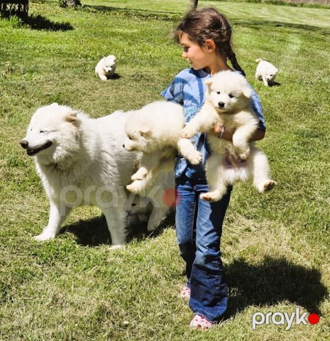 Samoyed — Bakı
