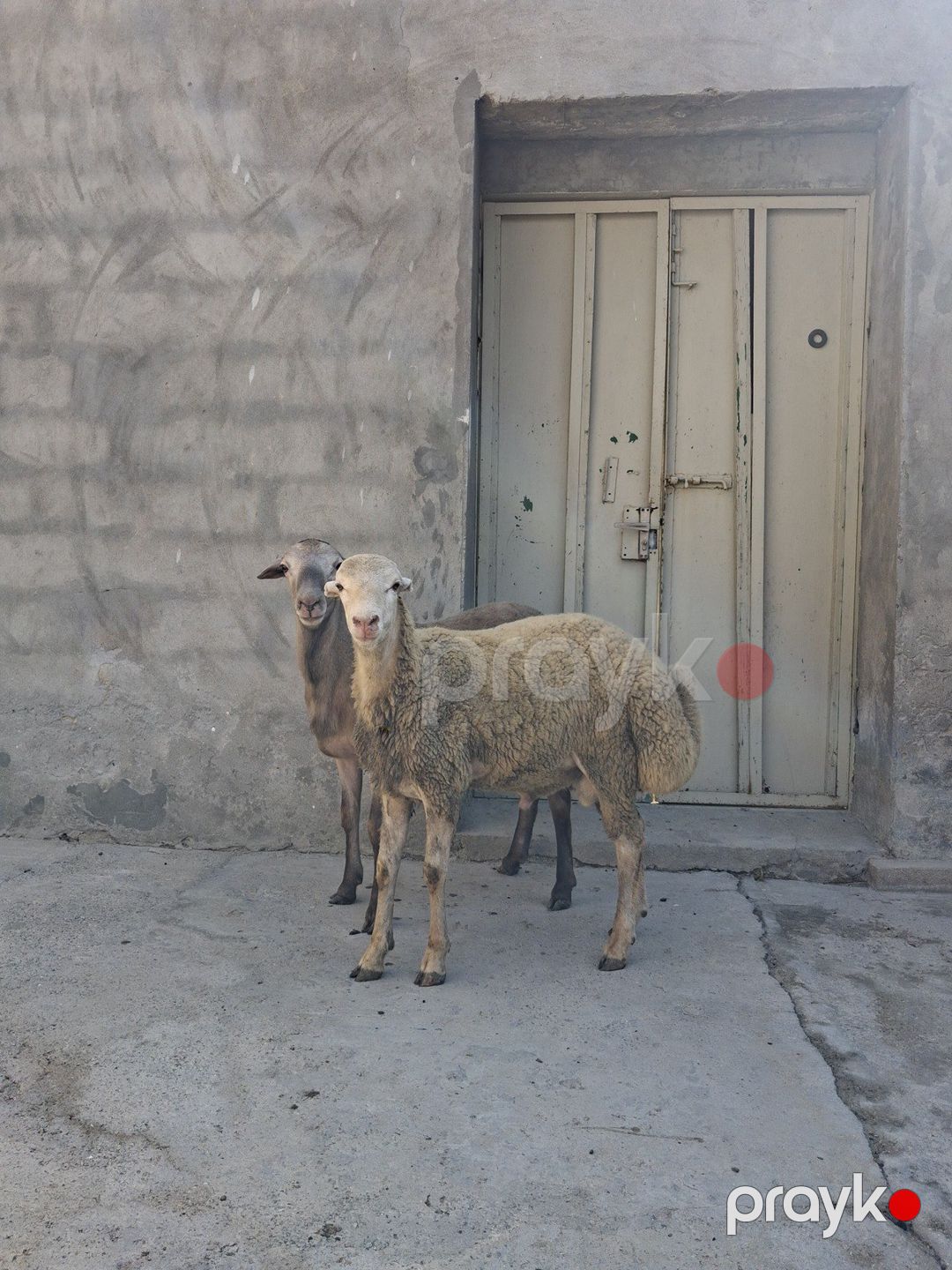 Qoçlar — Kənd təsərrüfatı heyvanları, Bakı (2)