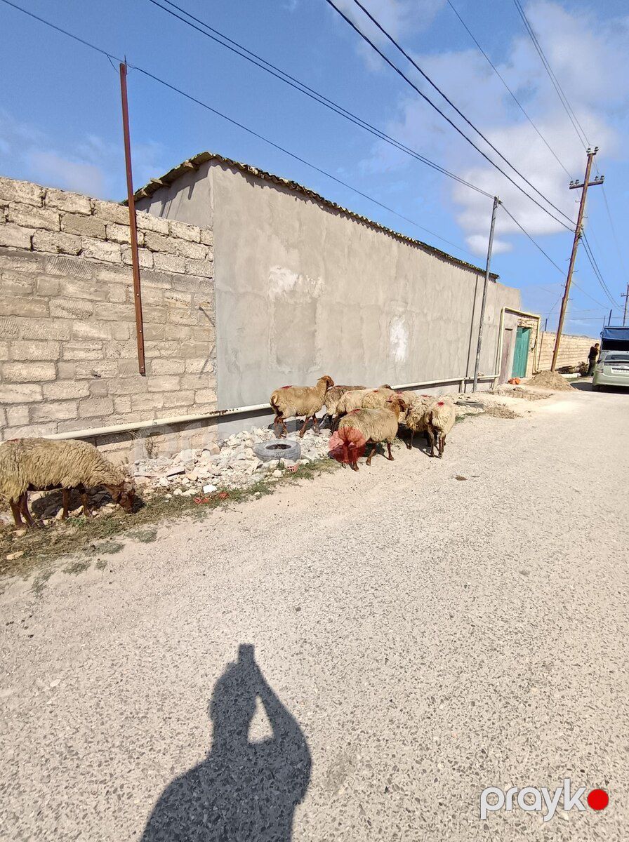 Qoyunlar — Kənd təsərrüfatı heyvanları, Bakı (2)