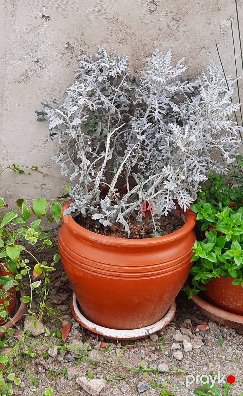 Agave americana ‘Variegata’ – böyük saksıda dekorativ sukkulent — Bitkilər, Xırdalan (5)