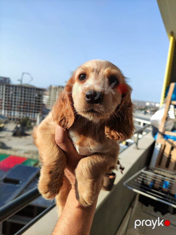 Koker spaniel balaları — Köpəklər, Bakı (6)
