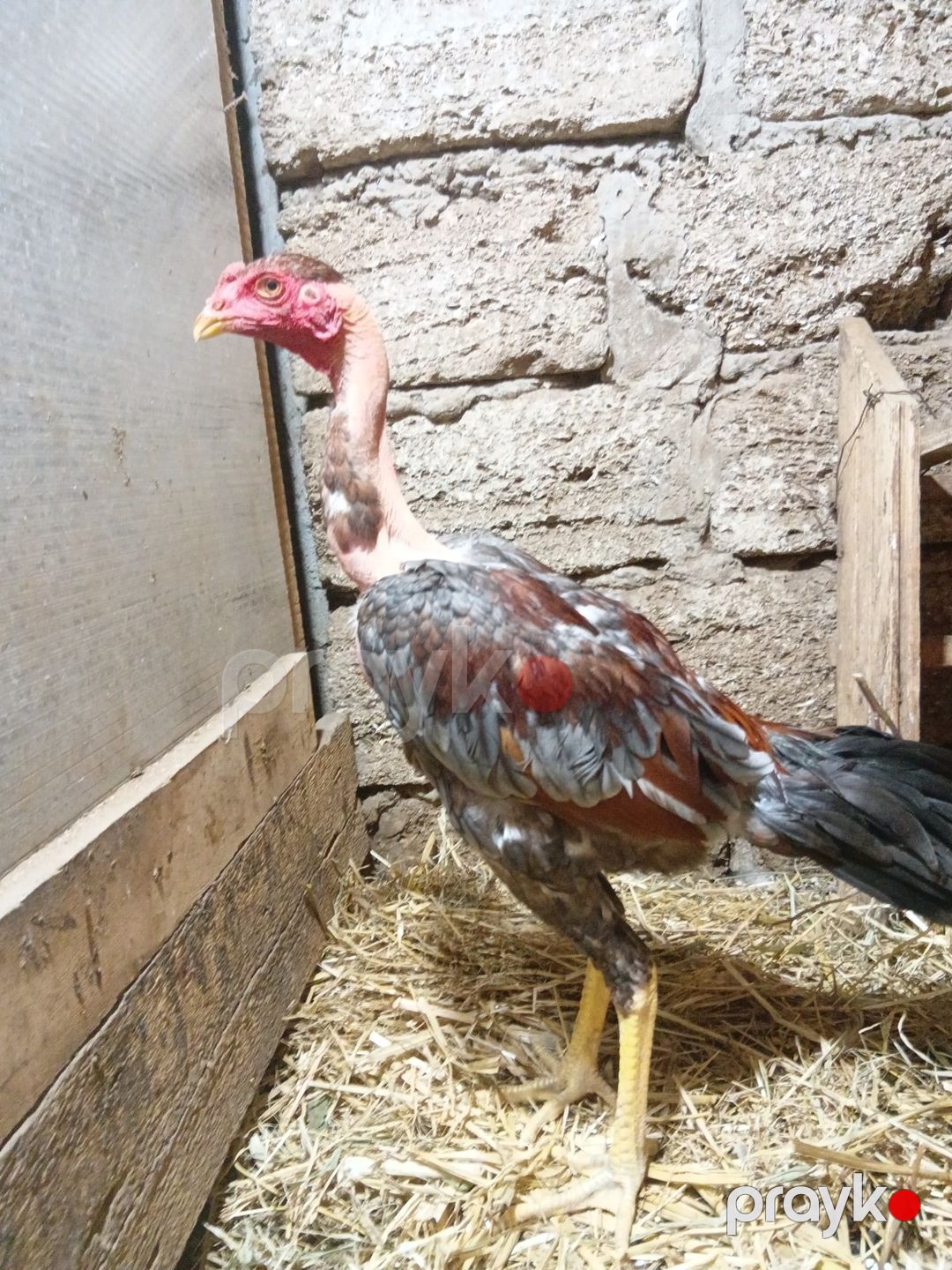 Heyratı — Quşlar, Bakı (3)