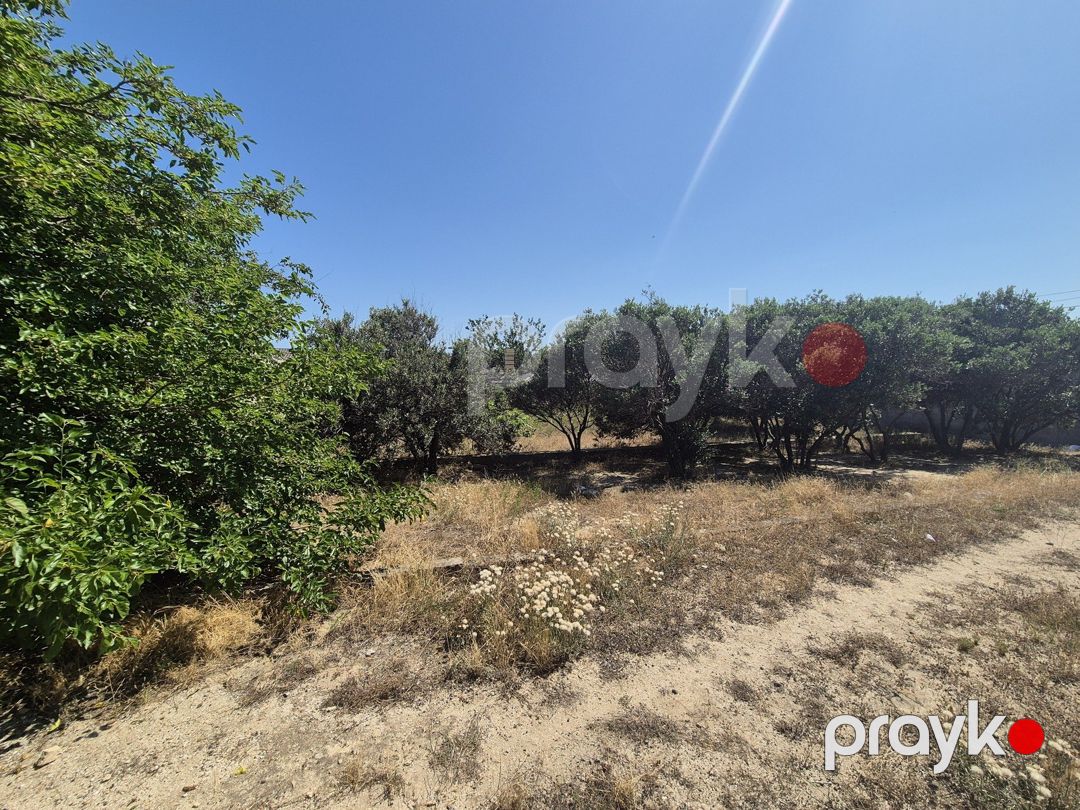 Satılır torpaq 6 sot — Torpaq, Bakı (3)
