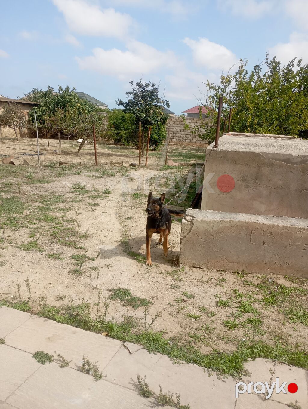 Alman çoban iti, 1 il, Dişi, Peyvəndli — Köpəklər, Bakı (5)