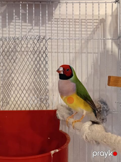 Məhsul: Gouldian ispinozu (rəngarəng finç) Təsvir: - Nadir və — Digah