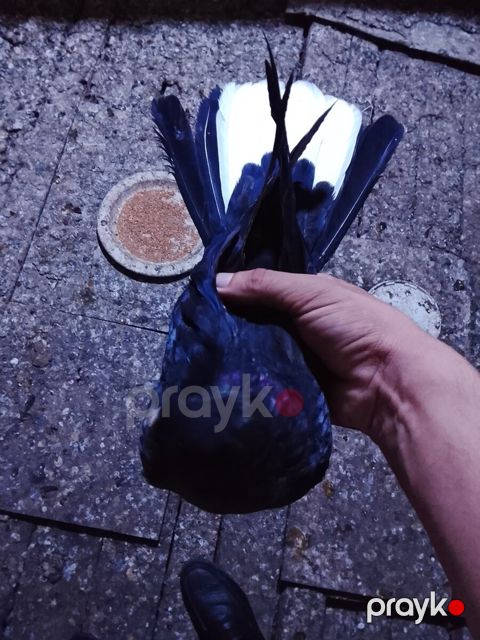 Göyərçinlər — Bakı
