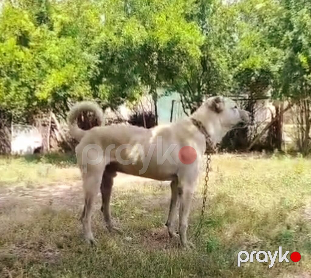 Erkek eniy qoyuna gedir qoyun quzuya deymir heyvani qoyub gelmir — Köpəklər, Digah (2)