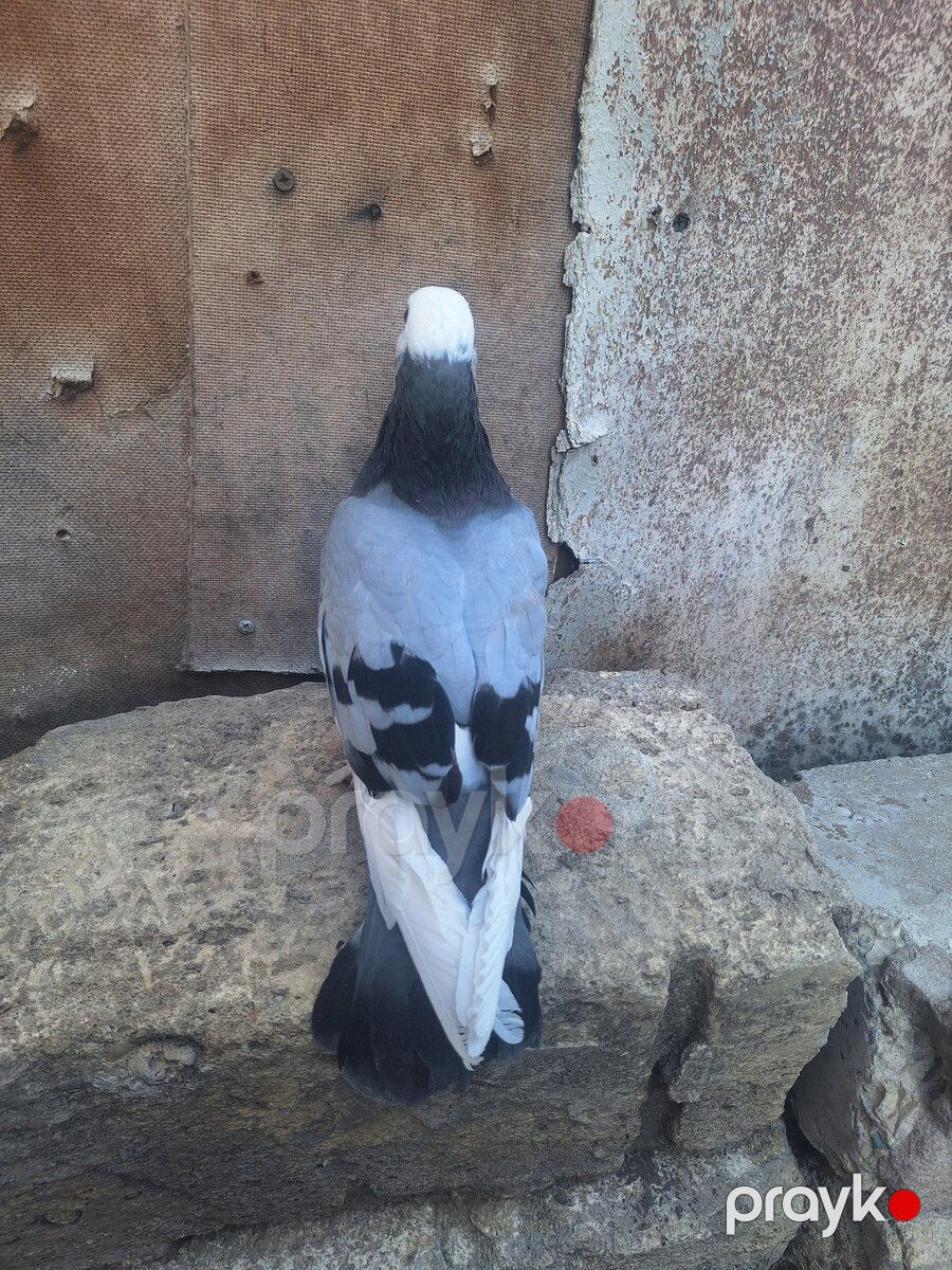 Göyərçin — Quşlar, Ağsu (8)