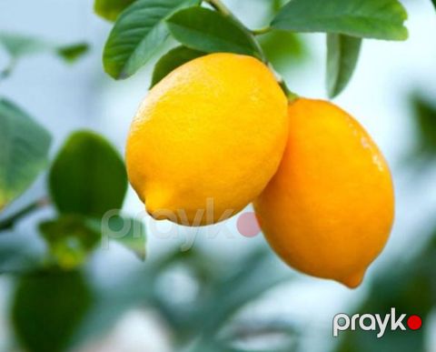 Meyer limonu — Lənkəran