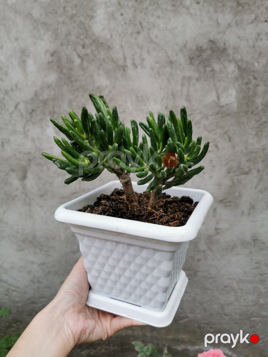 Krassula Hobbit — Bitkilər, Bakı (3)