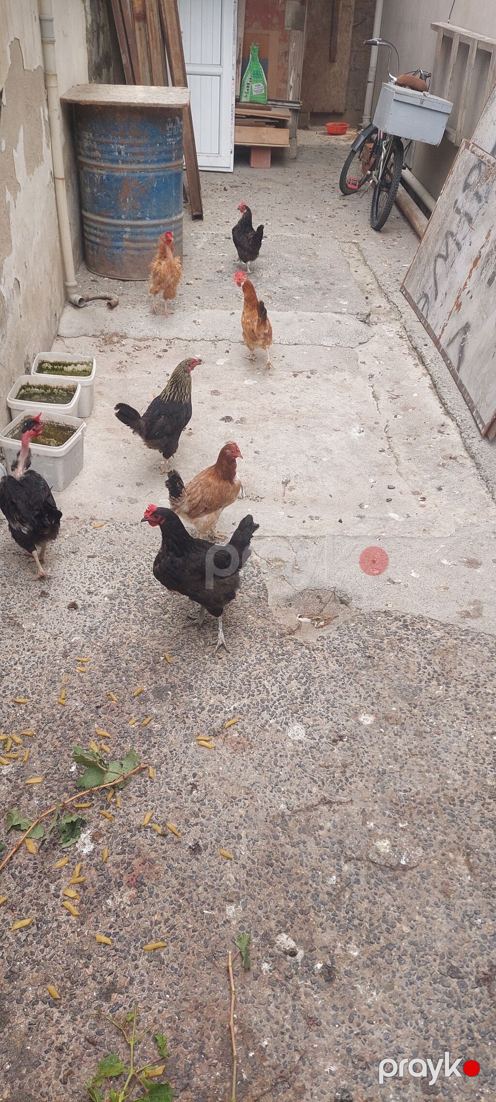 Toyuq, Yumurtalıq — Toyuq və xoruz, Bakı (2)