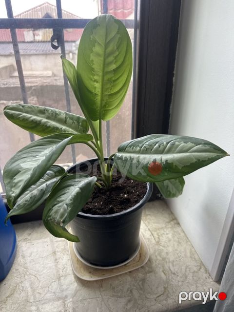 Aglaonema (Çin Əbədiyaşılı) – dekorativ otaq bitkisi - Növ: Aglaonema — Bakı