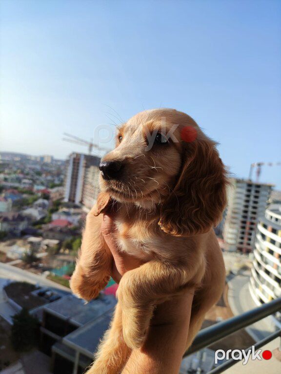 Koker spaniel balaları — Köpəklər, Bakı (2)