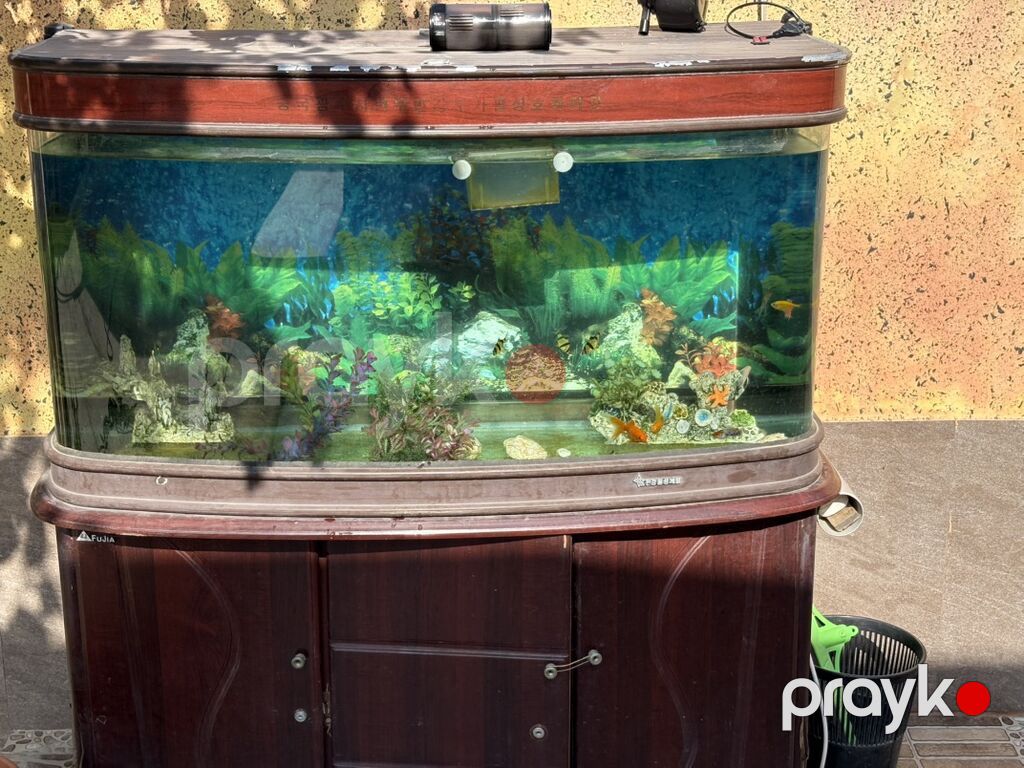 Akvarium-şkaf, Balıqlarla birlikdə, 300 l, Ünvandan götürmə — Akvariumlar və balıqlar, Bakı (2)