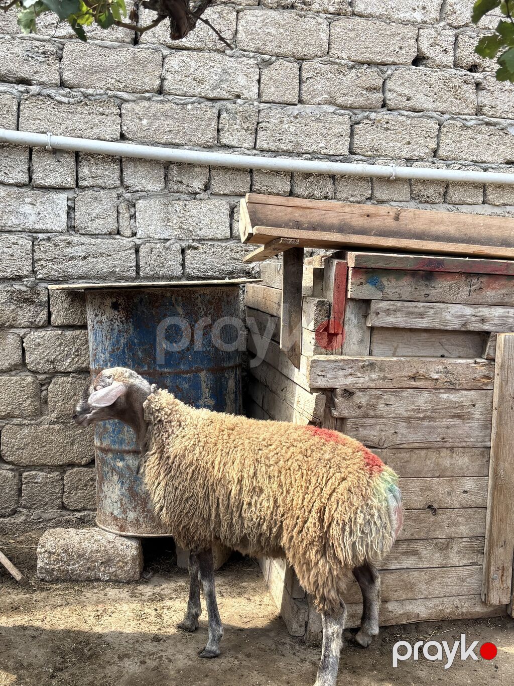 Quzu, Erkək, ay: 8, 35 kq, Ətlik, Ünvandan götürmə — Kənd təsərrüfatı heyvanları, Digah (2)