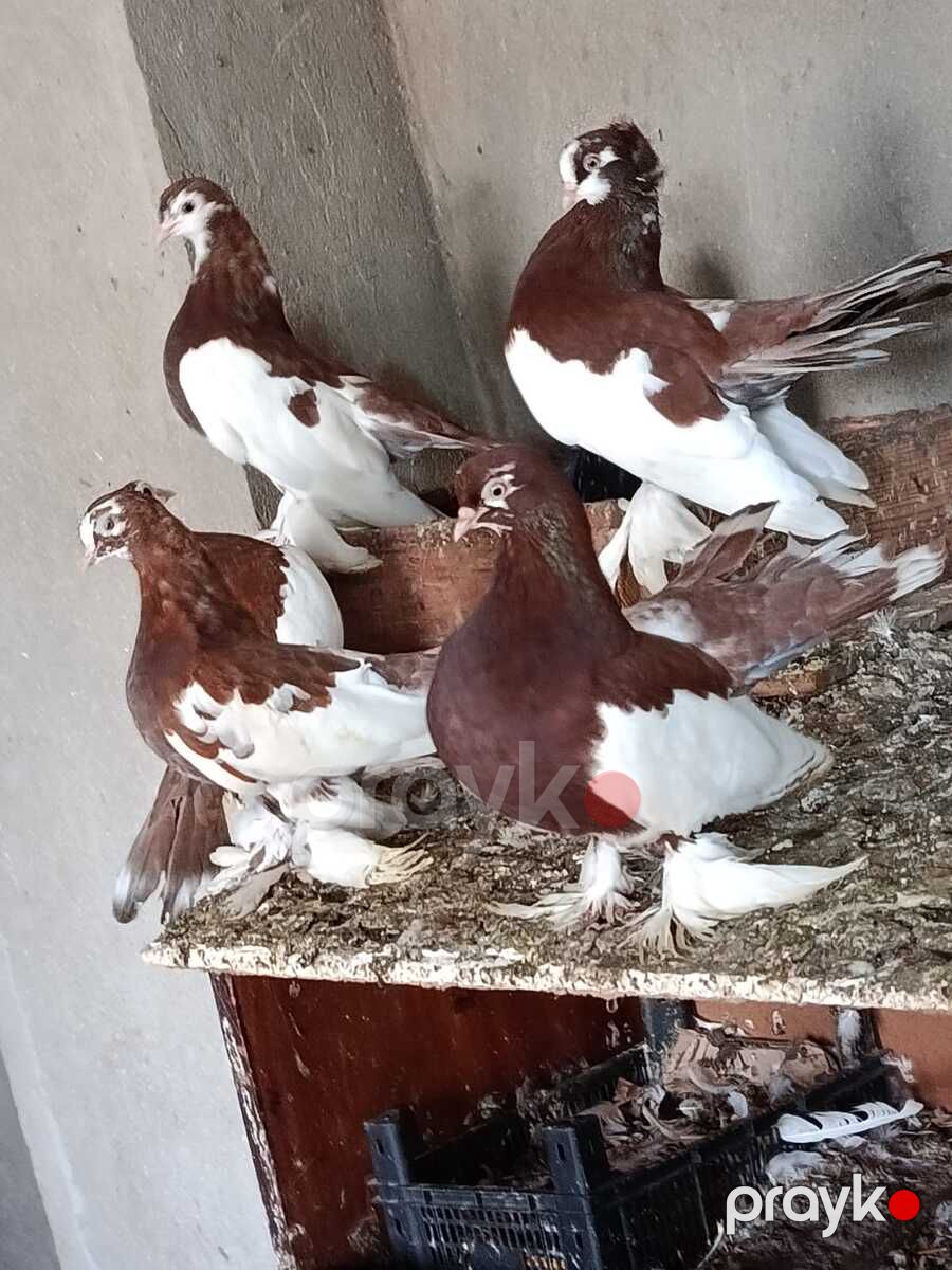 Göyərçinlər — Quşlar, Bakı (3)