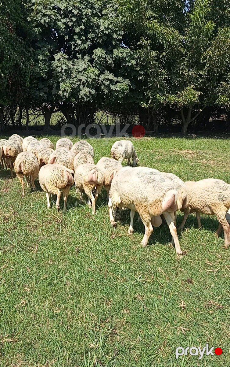 Qoyunlar — Kənd təsərrüfatı heyvanları, Bərdə (5)