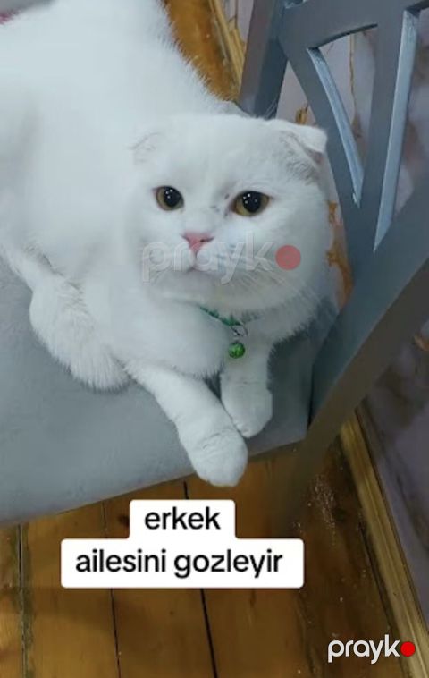 Şotland yastı qulaq, Erkək, Yaxşı əllərə, Ödənişli çatdırılma — Xırdalan