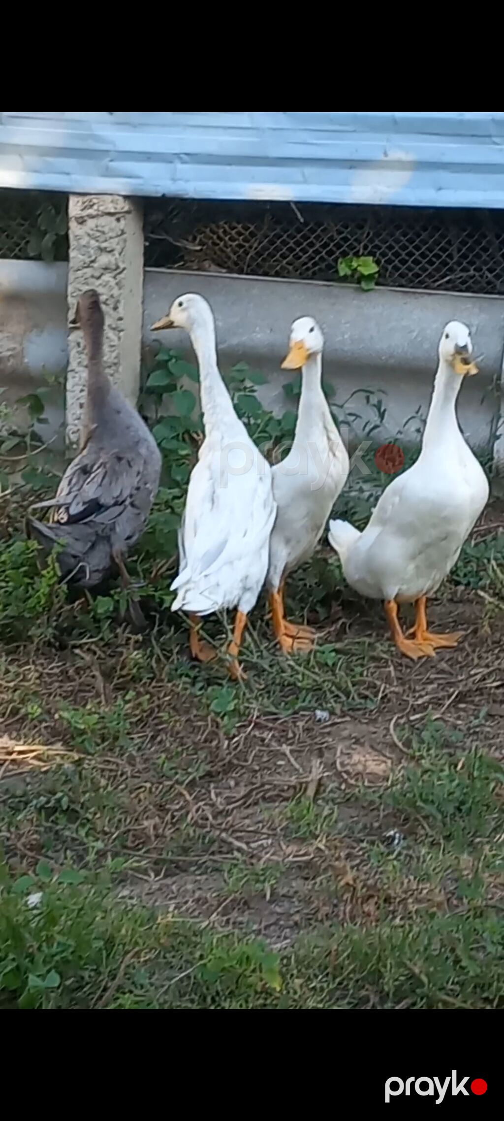 Dişi, Damazlıq, Pulsuz çatdırılma — Digərləri, Bərdə (3)