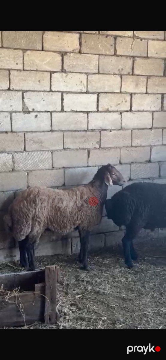 Qoçlar — Kənd təsərrüfatı heyvanları, Şirvan (3)