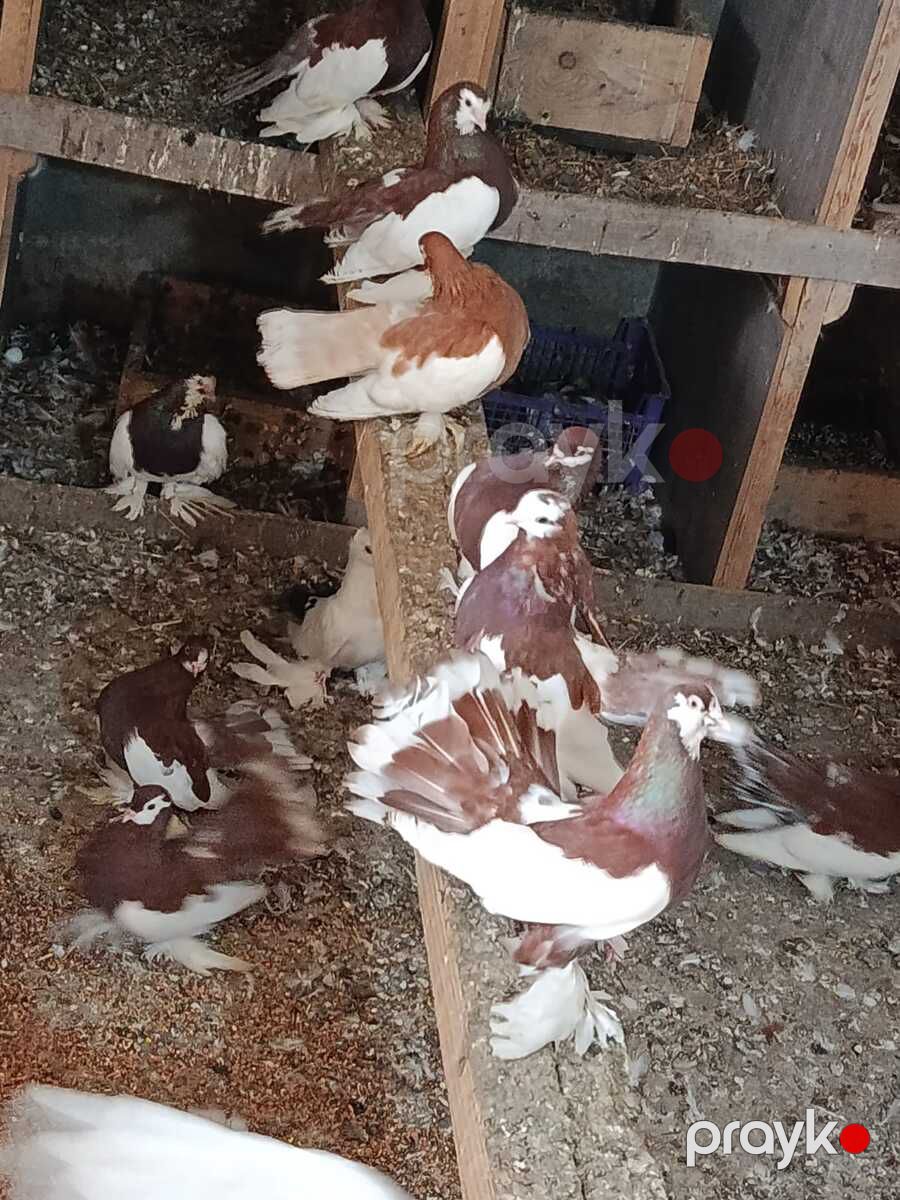 Göyərçinlər — Quşlar, Bakı (6)