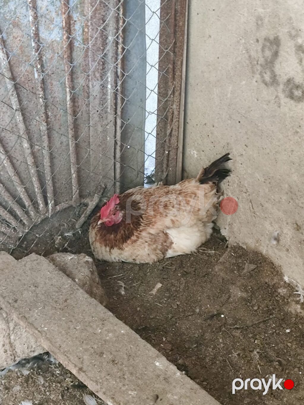 Yumurtuyan Toyuqlar Satılır 10 ədəd yumurtuyan toyuqdur. Toyuqun — Toyuq və xoruz, Sumqayıt (3)