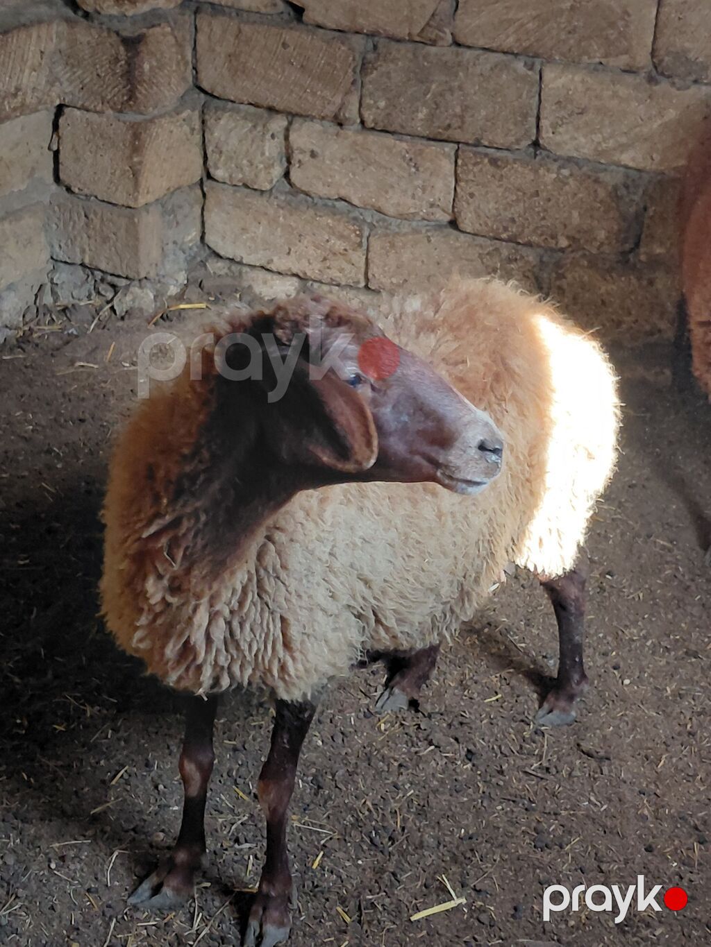 Qoyun satılır — Kənd təsərrüfatı heyvanları, Bakı (2)