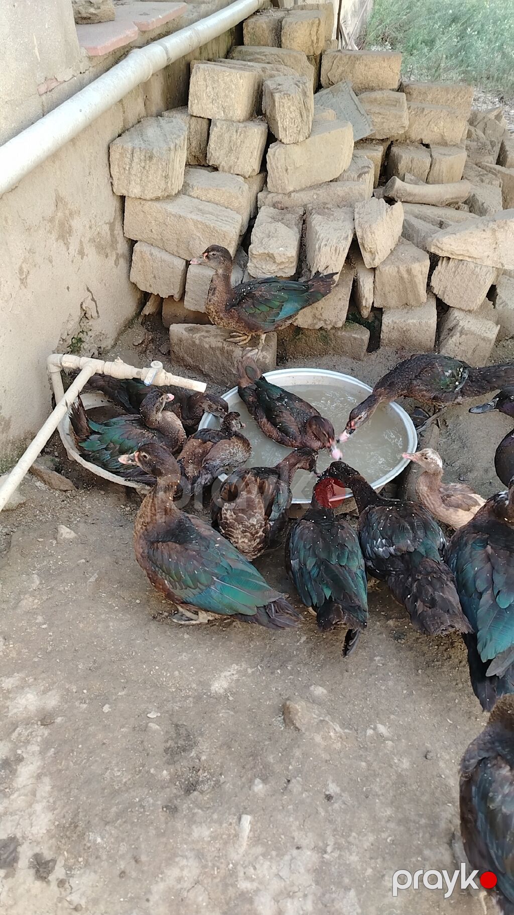 Musk ördəkləri (indo ducks) – təsərrüfat üçün məhsuldar sürü - Növ — Digərləri, Masazır (3)
