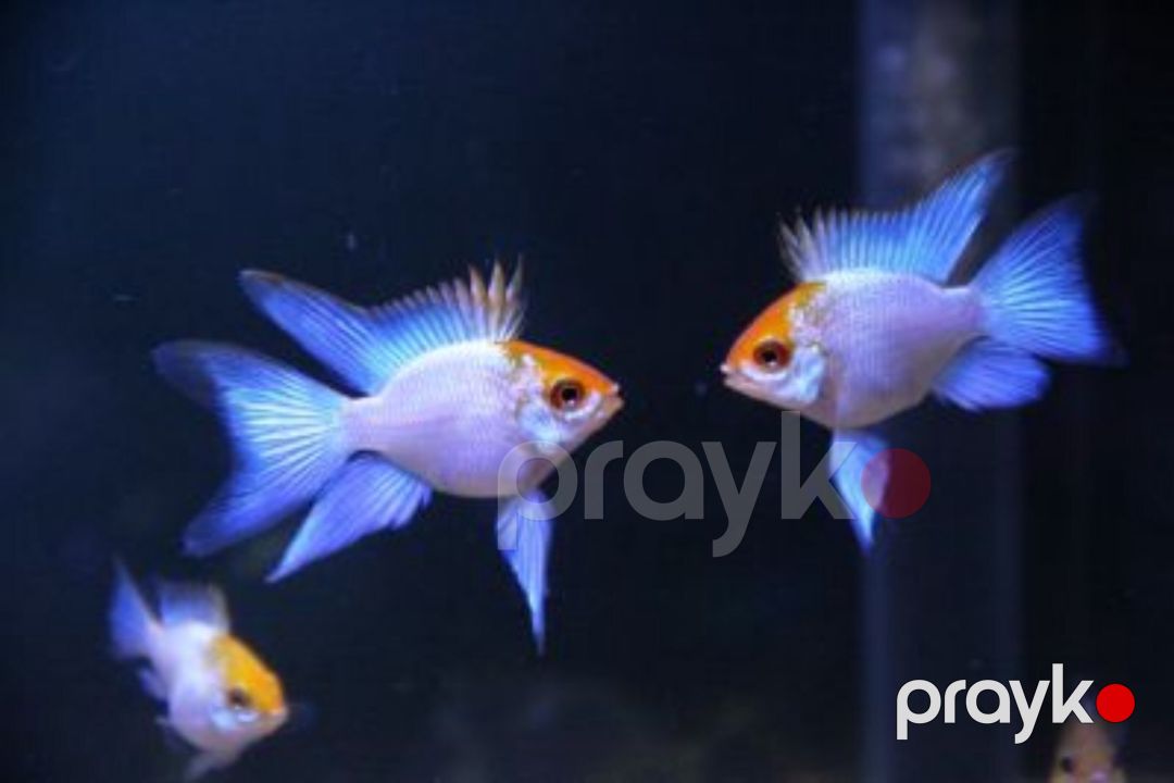 Ramirezi balıqları — Akvariumlar və balıqlar, Bakı (5)