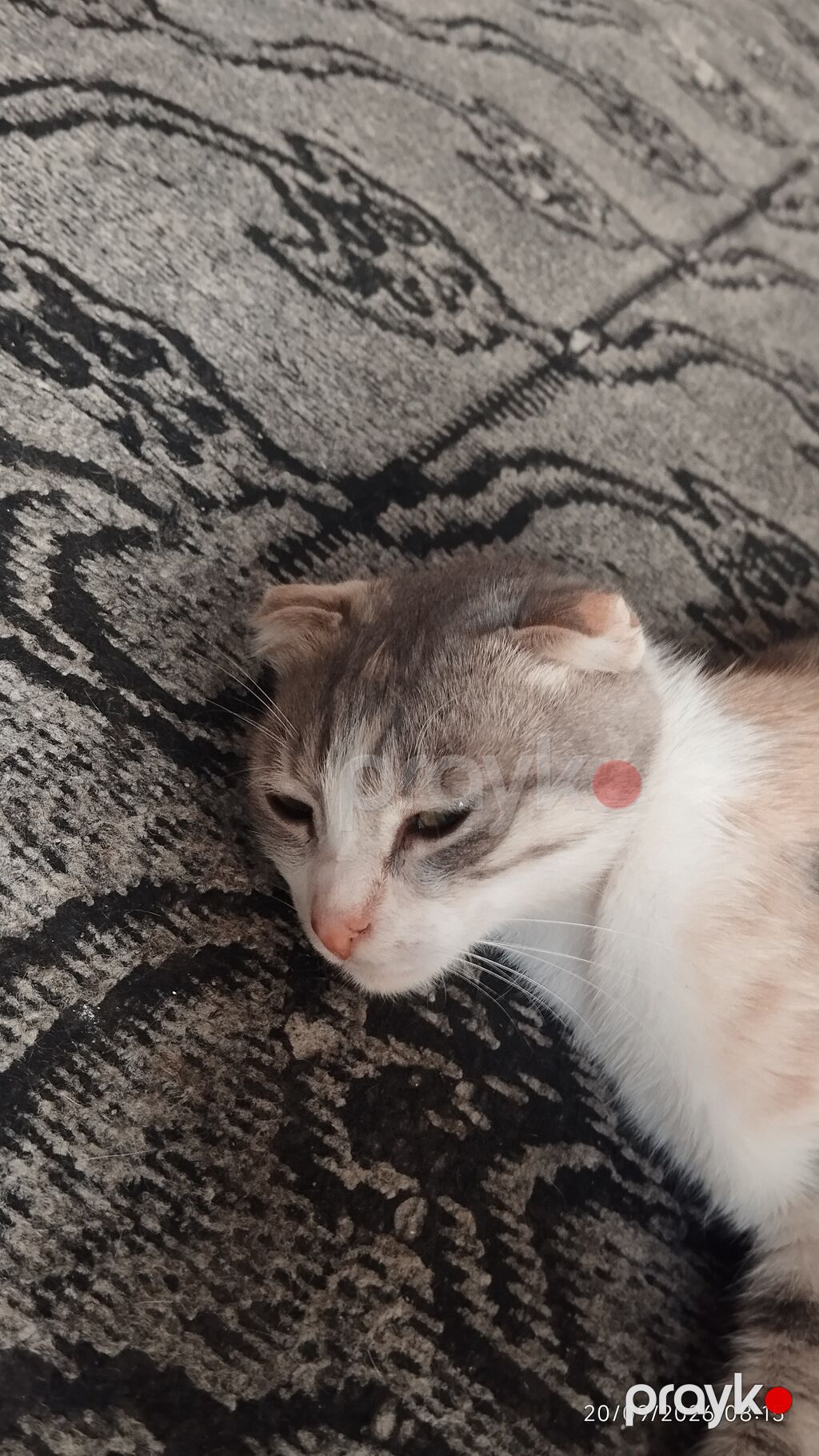 Dişi, Cütləşmə üçün, Rayonlara çatdırılma — Pişiklər, Quba (3)