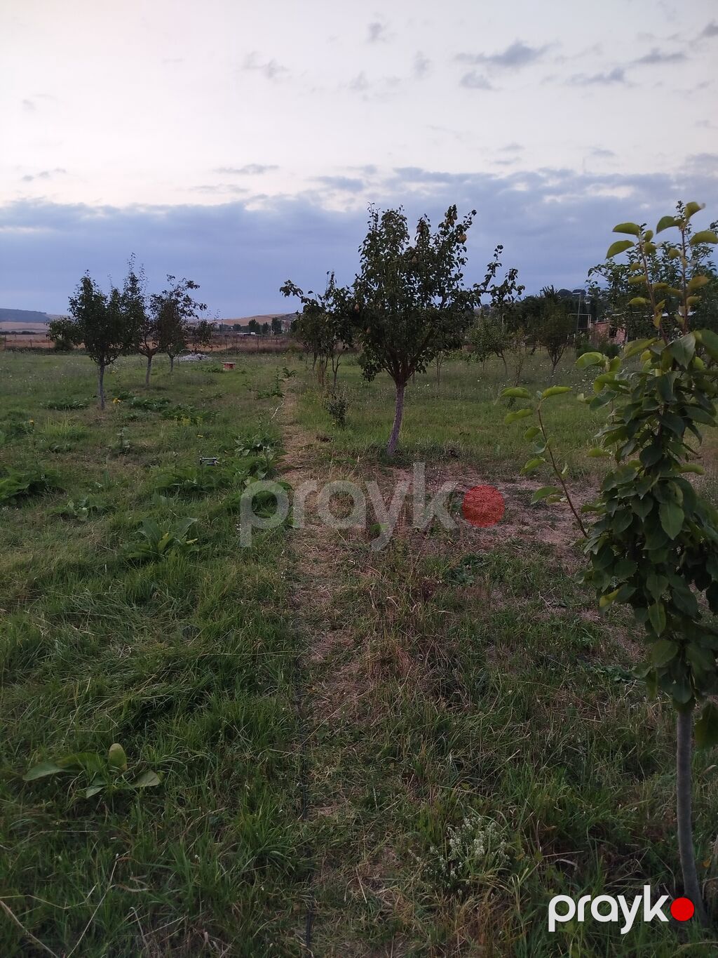 25 sot, Tikinti, Mülkiyyətçi, Kupça (Çıxarış) — Torpaq, İsmayıllı (4)