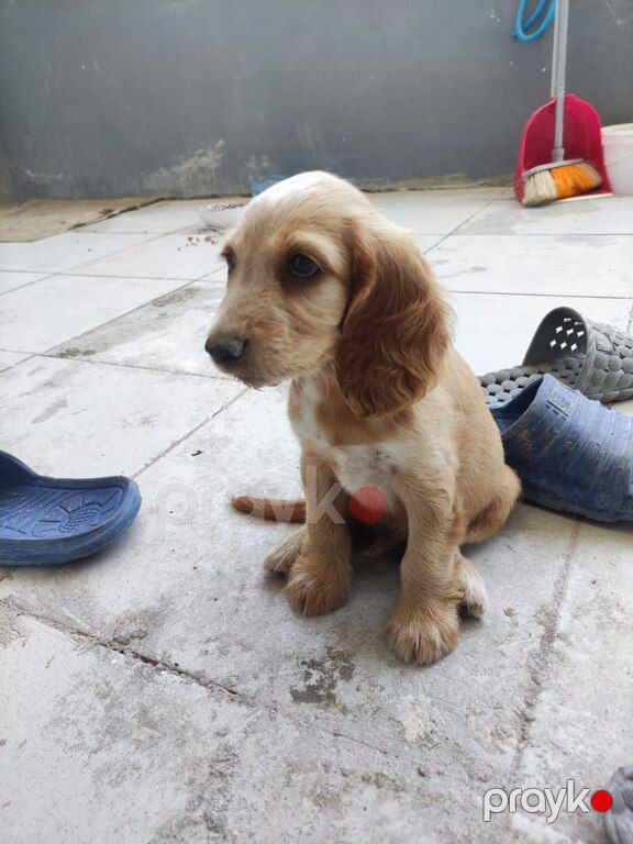 Koker spaniel balaları — Köpəklər, Bakı (5)